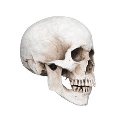 3D rendering skull isolated