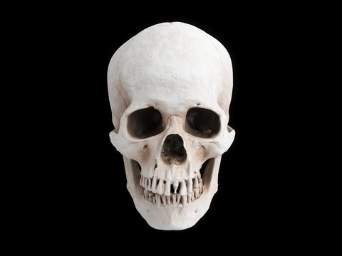 3D rendering skull isolated