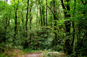 Fototapeta premium Fragas do Eume forest