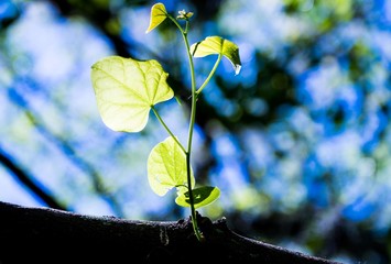 Growing from a Tree