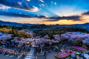 E-World 83 Tower is a landmark of Daegu city and cherry blossom tree during the spring season this area is popular sakura spot at in Daegu city South Korea. © Rakchat