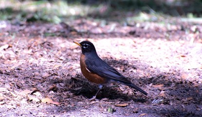 Pretty Robin