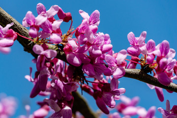 Close-up of purple blossom of Eastern Redbud, or Eastern Redbud Cercis canadensis in spring sunny garden. Purple inflorescences against clean blue sky. Selective focus. Nature concept for design