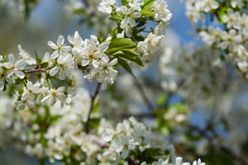 White blossomings on apple-tree branches in sunny and spring day in a garden. Fruit-tree. Small flowers. Background.