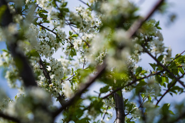 White blossomings on apple-tree branches in sunny and spring day in a garden. Fruit-tree. Small flowers. Background.