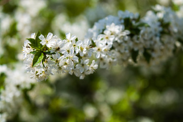 White blossomings on apple-tree branches in sunny and spring day in a garden. Fruit-tree. Small flowers. Background.