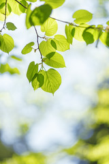 Obraz premium Background of spring green leaves in the rays of the sun.