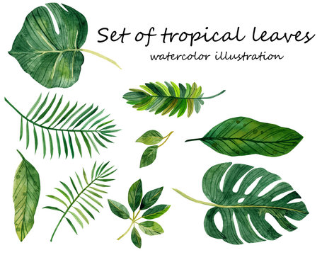 watercolor set with tropical leaves