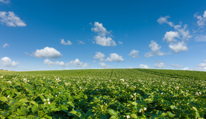Beautiful potato field and blue sky. Green field of blooming potato at beautiful day. - obrazy, fototapety, plakaty