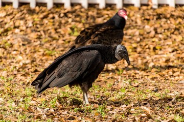 Vultures