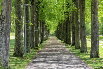 Alley of tall trees in a city park