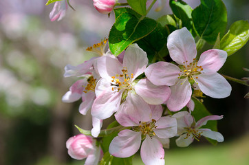 Branch of a blossoming apple tree on garden background