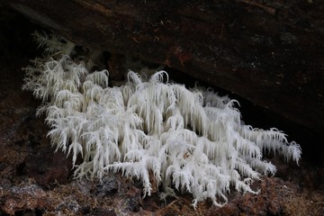 Hericium fungi na drzewie 