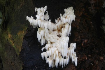 Hericium fungi na drzewie 