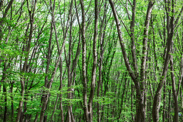 Fototapeta premium Forest Background