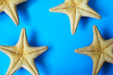 Fototapeta na wymiar Starfish on blue background, copy space