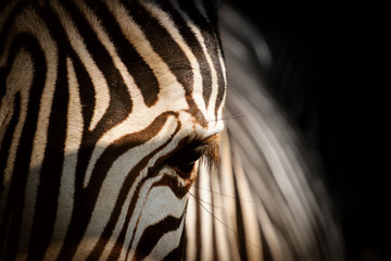 Zebra in black shine