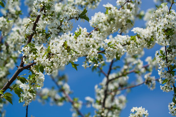 White blossomings on apple-tree branches in sunny and spring day in a garden. Fruit-tree. Small flowers. Background.