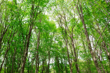 Obraz premium Forest Background