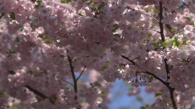 Flowering fruit tree with pink flowers on a spring sunny day. Close-up. Natural Background