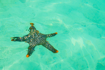 Obraz na płótnie Canvas stella marina oceano tailandia