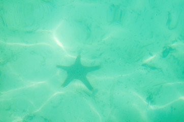 Fototapeta na wymiar stella marina