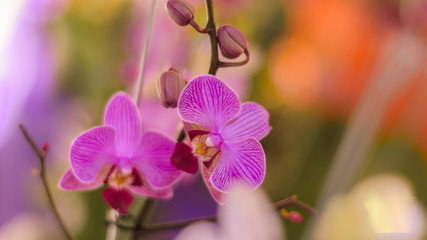 Bella Orquidea morada en la naturaleza