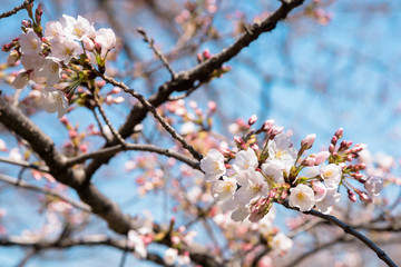 Branch full of Cherry Flowers in Blossom against Blue Sky. Selective Focus.