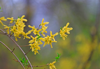 Fototapeta na wymiar Blooming winter jasmine in the park