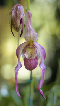 Bella orquidea semejante a una zapatilla de bailarina