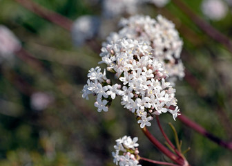 Cretan Valerian (Valeriana asarifolia)