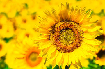 Sunflower field, Provence, France, shallow focus