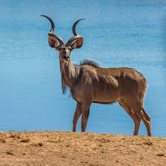 Greater kudu in Kruger national park, South Africa