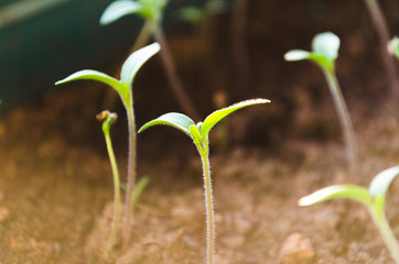 green seedlings, young sprouts, ground