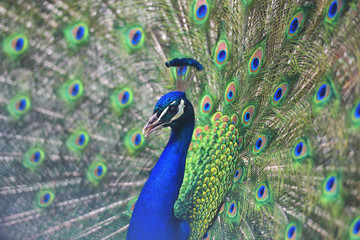 Fototapeta na wymiar Close up portrait of an adult male peacock showing his colorful feathers