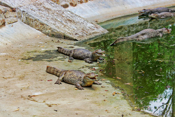 Crocodiles near pond