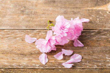 Spring flowers on wood background. Cherry blossom. Closeup