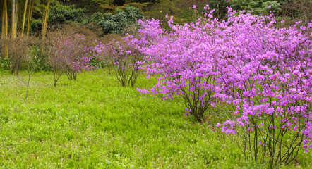 Obraz premium purple flowers in the garden