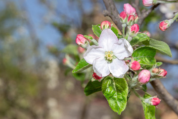 Fototapeta na wymiar Blooming apple tree in spring time with copy space.