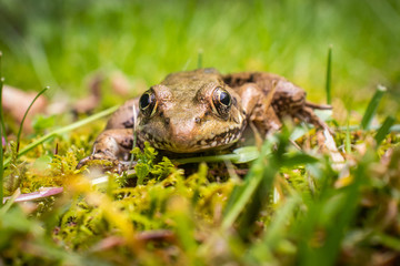 Wood Frog