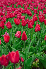 Tulips in the flower garden.