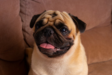Obraz premium Sheik Pug