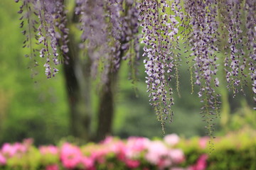 Obraz premium 公園で雨に濡れた藤の花