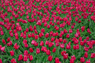 Fototapeta premium Tulips in the flower garden.