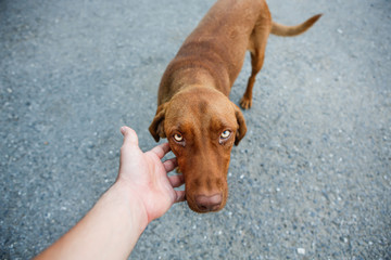 Stray dog. Abandoned and homeless.