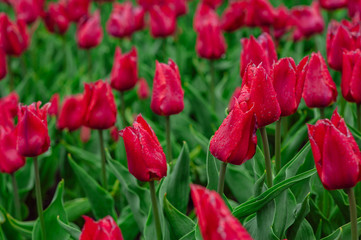 Obraz premium Tulips in the flower garden.