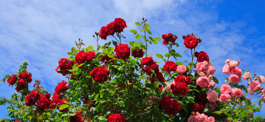 Red and pink roses on sunny sky background.