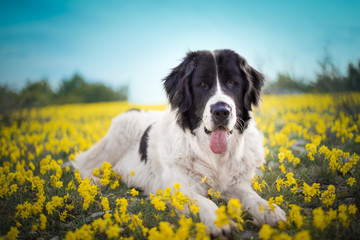 landseer dog pure breed playing fun lovely puppy
