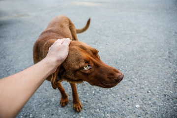 Stray dog. Abandoned and homeless.