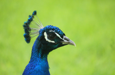 close up of a peacock in the meadow
